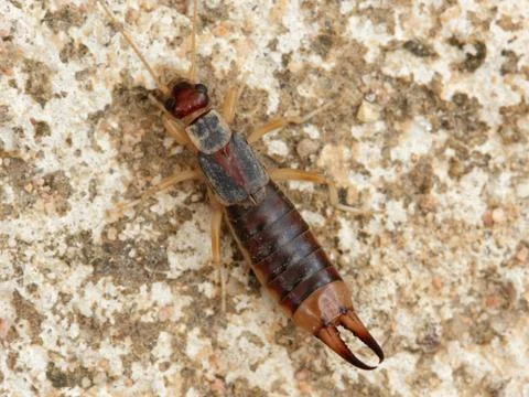 Earwigs Stock Photos
