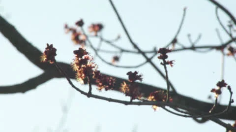 Eary Bloom Stock Footage 23916104