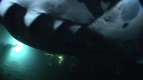 Eary Manta Ray Swims through Light Stock Footage 5262957