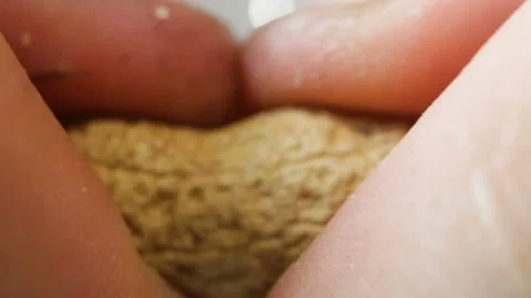 Easily broken hands peanut, extremely close-up, real time. Shell core in a s Stock Footage 111737565