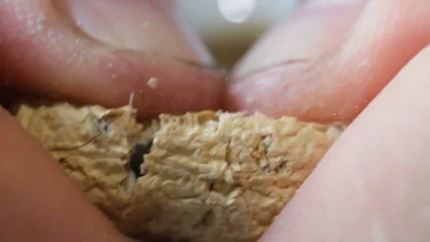 Easily broken hands peanut, extremely close-up, real time. Shell and core in a s Stock Footage 111737589