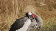 East African Crown Crane At Wildlife Park Stock Footage