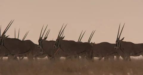 East African oryxes walking through the grasslands during sunset Video stock 279044461
