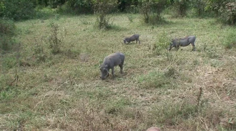East African Warthogs 02 Stock Footage 468030