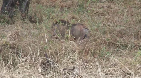 East African Warthogs 04 Stock Footage 468046