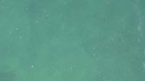 EAST CAPE BCS MEXICO-2019: A Small School Of Tiny Fish In The Aqua Colored Stock Footage 129288589