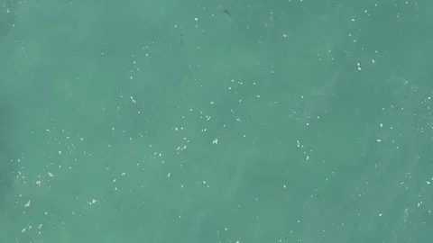 EAST CAPE BCS MEXICO-2019: Tiny Needlefish School in Massive Deep Ocean Stock Footage 129288675