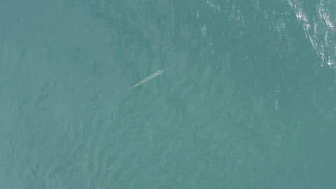 EAST CAPE BCS MEXICO-2019: A USO Otherwise Known As An Unidentified Submerged Stock Footage 129289409