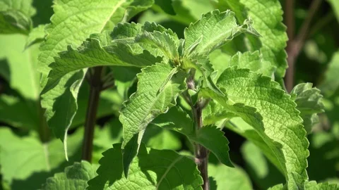 East Indian Basil in soil Stock Footage 87793816