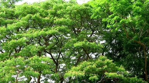 East Indian Walnut, Monkey Pod, Rain Tree, pink flowers Stock Footage 134057094
