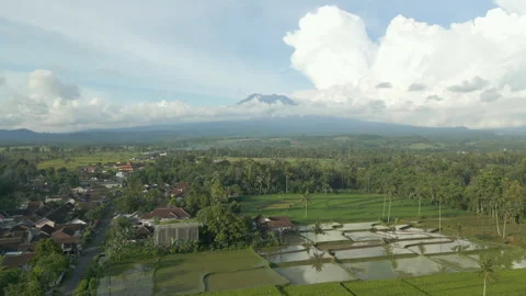 East Java Rice Fields And Mount Raung Tropical Asian Setting Indonesia Drone Stock-Footage 345013447