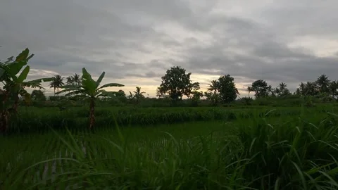 East Java Rice Filed After Rain Stock-Footage 321103519