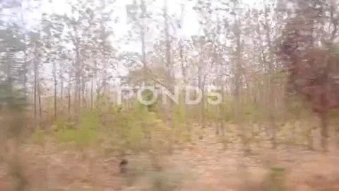 East Java teak forest scenery Stock Footage 218450777