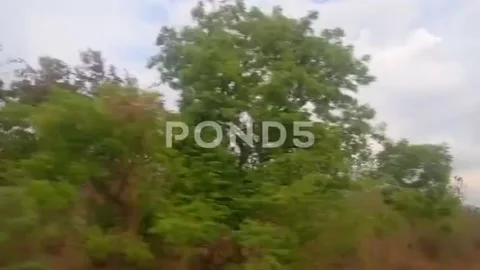 East Java teak forest scenery Stock Footage 218451520