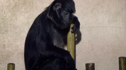 East Javan langur (Trachypithecus auratus) Видео 259162479