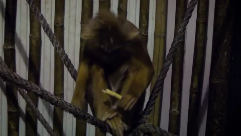 East Javan langur (Trachypithecus auratus) Stock Footage 259162509