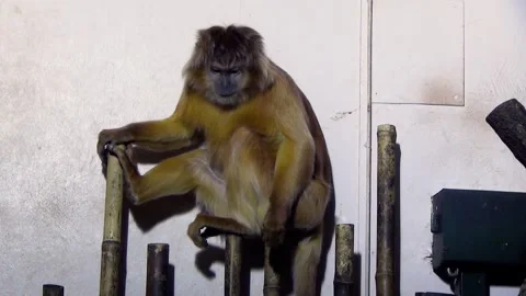 East Javan langur (Trachypithecus auratus) Stock Footage 259163008