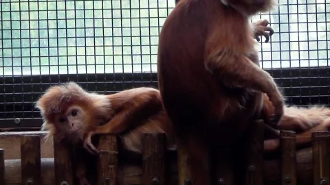 East Javan langur (Trachypithecus auratus) Stock Footage 259163095