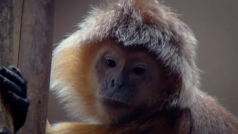 East Javan langur (Trachypithecus auratus) Stock Footage 283009345