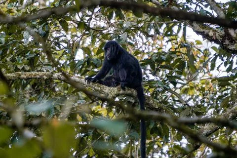 East Javan langur (Trachypithecus auratus) on the tree. Foto stock