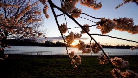 East Potomac Park Sunrise during Cherry Blossoms in Washington DC 1080p 120fps Stock Footage
