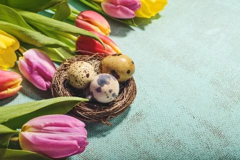 Easter and spring background with tulips and eggs. Stock Photos