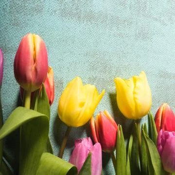Easter and spring background with tulips and eggs. Stock Photos