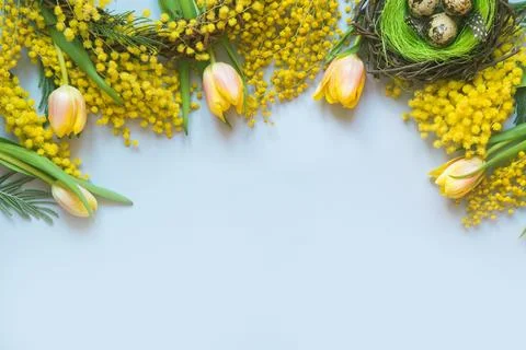 Easter and spring border of yellow tulips, mimosa on blue. Foto stock
