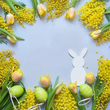Easter and spring border of yellow tulips, mimosa on blue. Top view with co.. Stock Photos