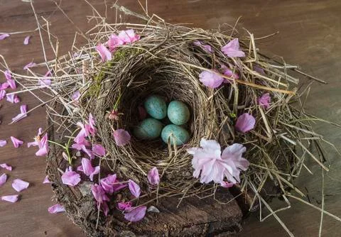 Easter and spring composition. Blackbird's eggs in the nest decorated by saku Stock Photos