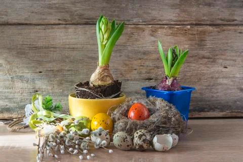 Easter and spring composition. Growth of hyacinths, bouquet of willow and nes Stock Photos