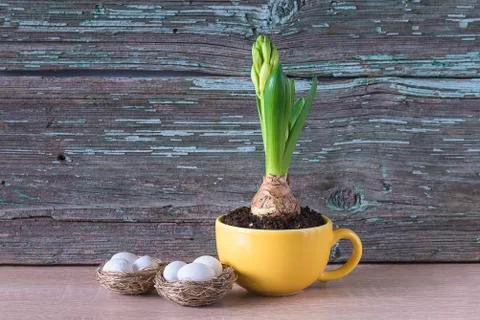 Easter and spring composition. Growth of hyacinth flower in yellow cup and bi Stock Photos