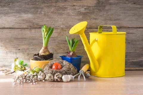 Easter and spring composition. Hyacinth growths, bird nest with eggs, gardeni Stock Photos