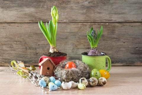 Easter and spring composition. Hyacinths growths in mugs, quail and easter eg Foto stock