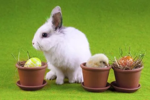 Easter Animals, holiday concept Stock Photos