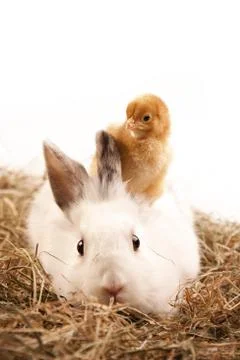 Easter Animals, holiday concept Stock Photos