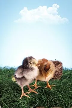 Easter animals Stock Photos