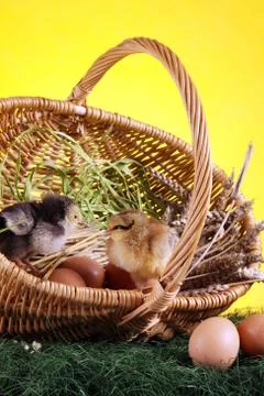 Easter animals Stock Photos