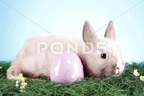 Easter animals Stock-Fotos