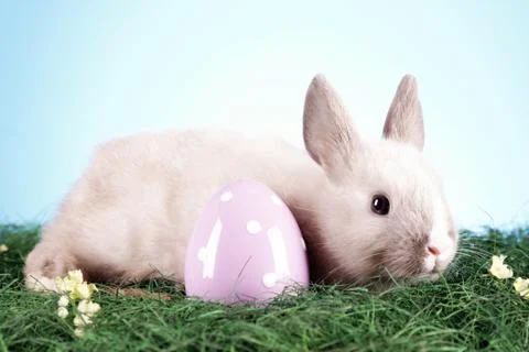 Easter animals Foto stock