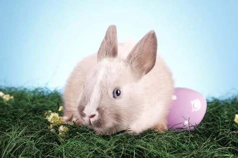 Easter animals Stock Photos