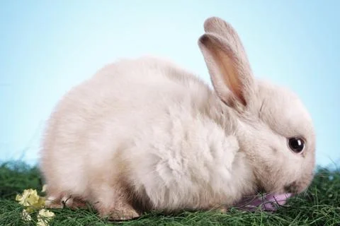 Easter animals Stock Photos