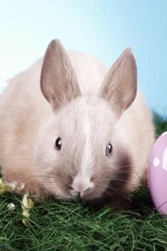 Easter animals Stock Photos