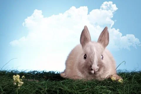 Easter animals Stock Photos