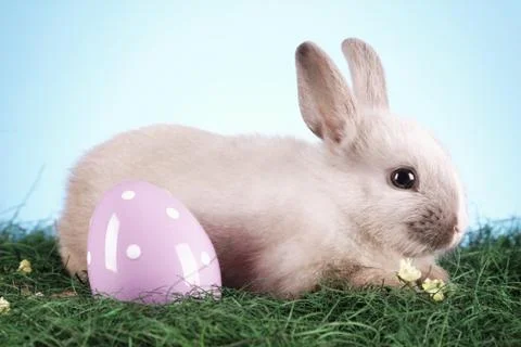Easter animals Stock Photos