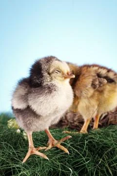 Easter animals Stock Photos