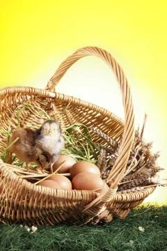 Easter animals Stock Photos