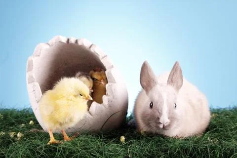 Easter animals Stock Photos