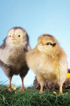 Easter animals Stock Photos