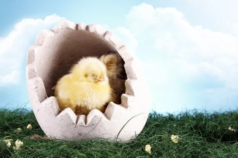 Easter animals Stock Photos